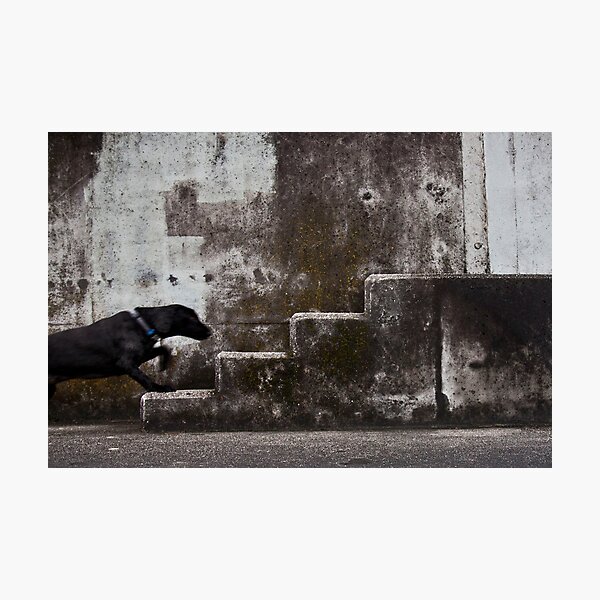 Urban animal Photographic Print