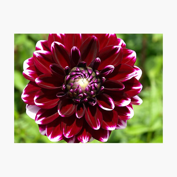 Dahlia - Burgundy with white tips Photographic Print