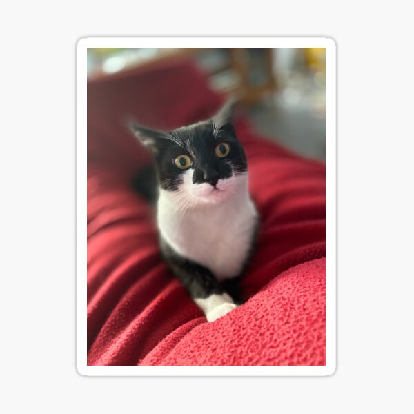 Mischievous Nelson kitty cat tuxedo Sticker