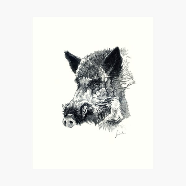 Wild boar head drawing Art Print