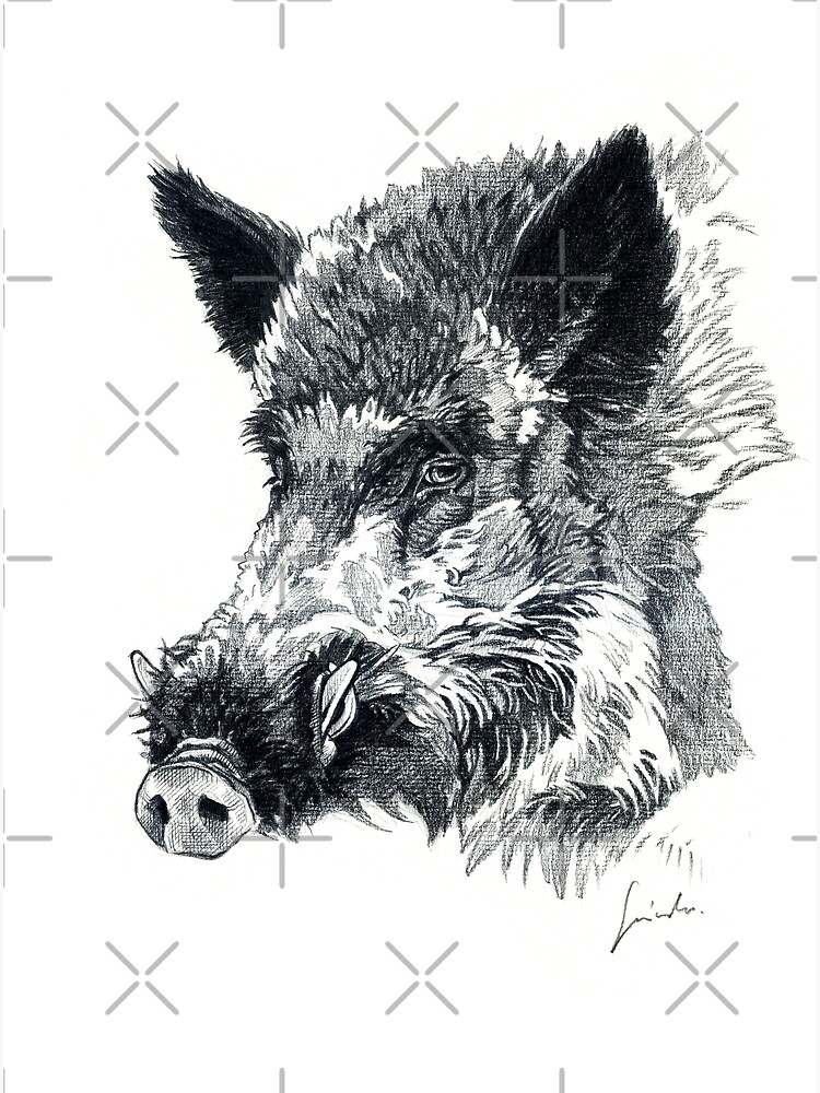 "Wild boar head drawing" Art Print for Sale by SakalDesign Redbubble