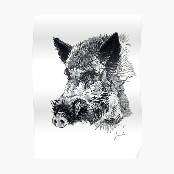 Wild Boar Head Drawing Poster By Sakaldesign Redbubble