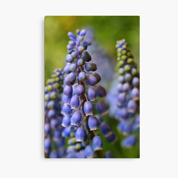 *** SPRING CONSTANCY **** Canvas Print