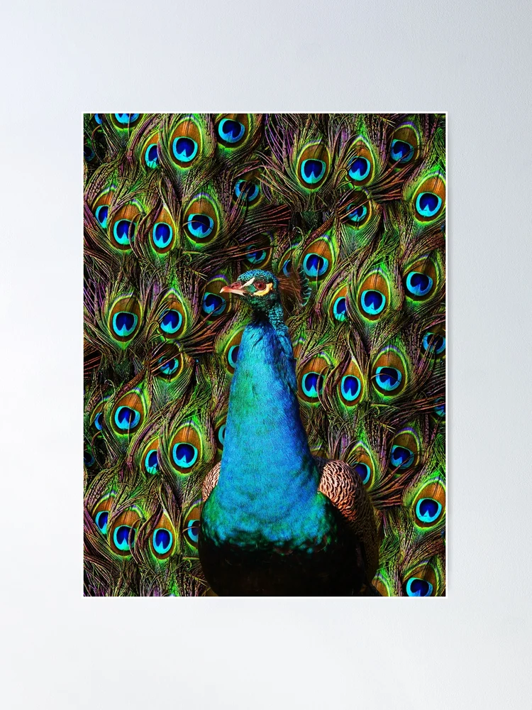 Peacock Feather Close-up Wall Art, Canvas Prints, Framed Prints, Wall Peels