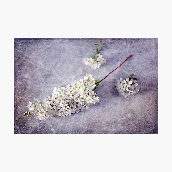Photographic Print