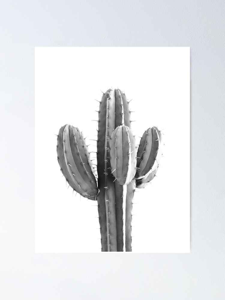 Poster for Sale avec l uvre Cactus noir et blanc photographie