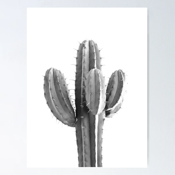 Cactus Terrarium — Luna Botanicals