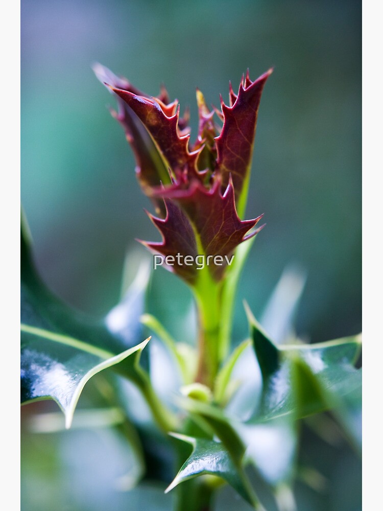 Day 314 - 19th May 2012 by petegrev
