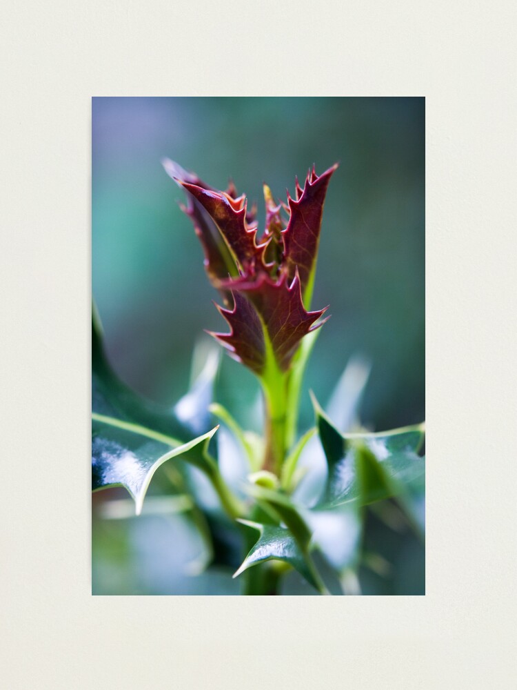 Alternate view of Day 314 - 19th May 2012 Photographic Print