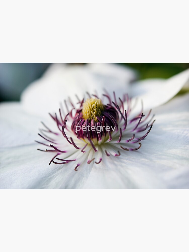 Day 316 - 21st May 2012 by petegrev