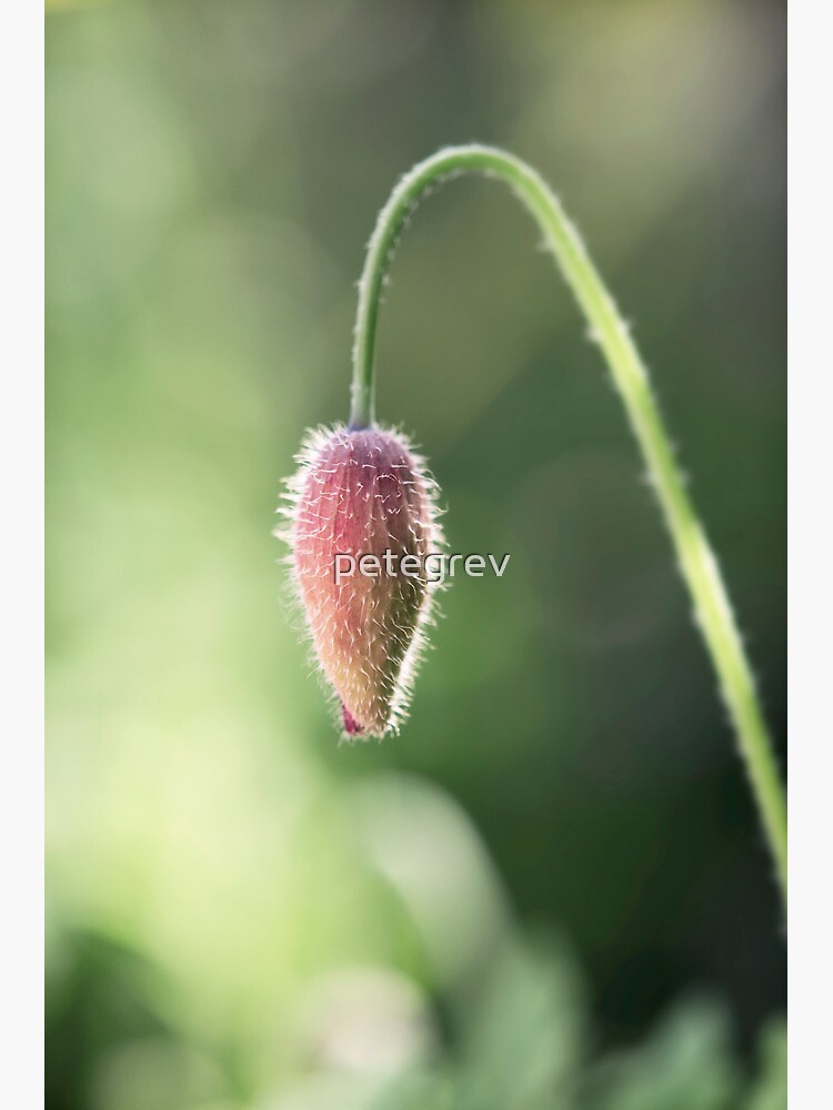Day 317 - 22nd May 2012 by petegrev