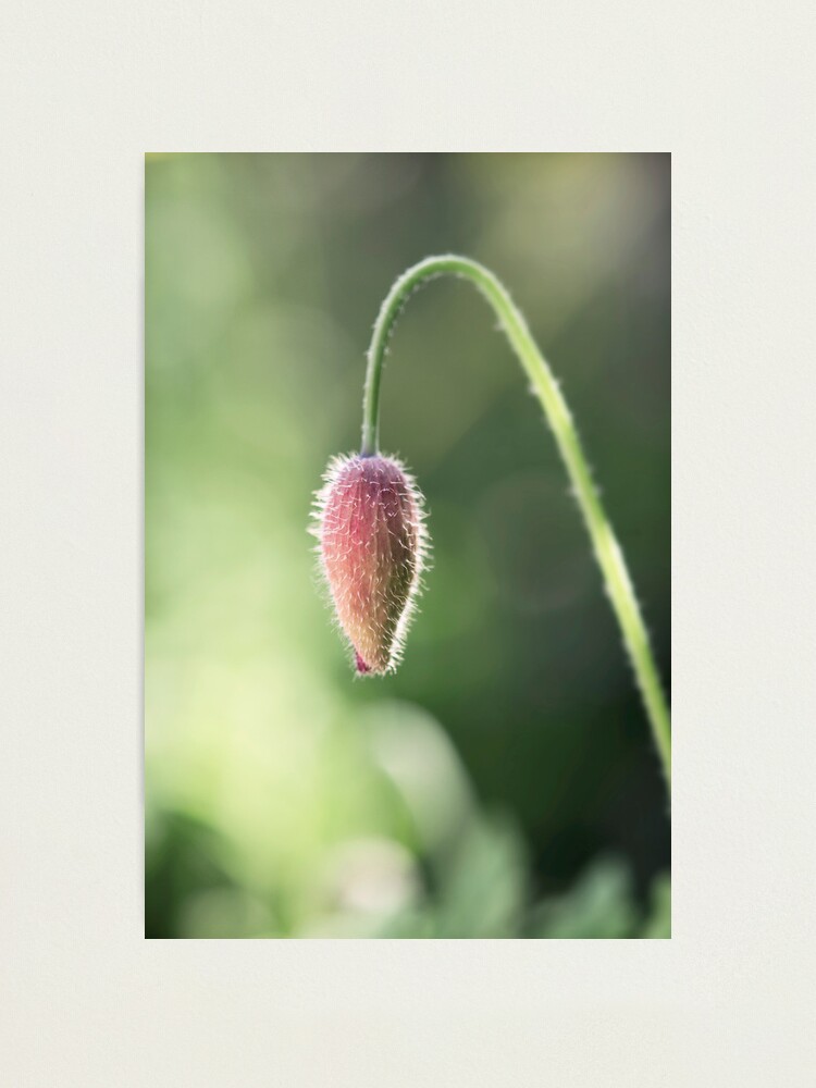 Alternate view of Day 317 - 22nd May 2012 Photographic Print