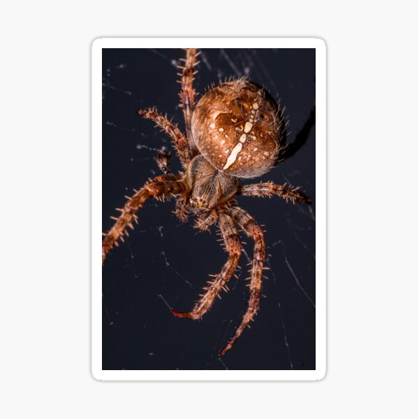 Item preview, Garden orb spider designed and sold by iCimages.net.