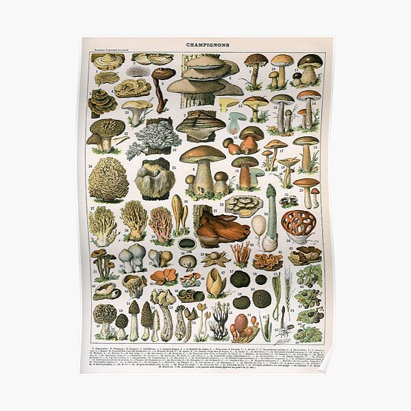 vintage mushroom chart Poster
