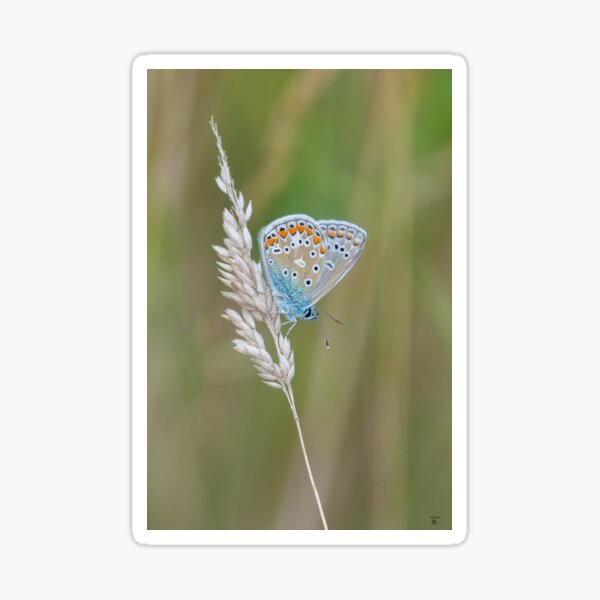 Item preview, Common blue butterfly on summer grass designed and sold by iCimages.net.