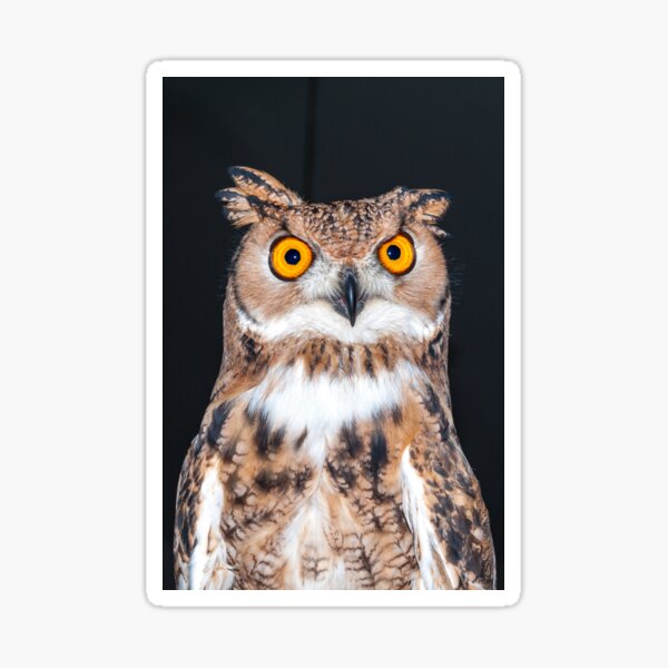 Item preview, Tawny owl designed and sold by iCimages.net.