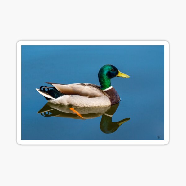 Item preview, Mallard drake duck on pond designed and sold by iCimages.net.