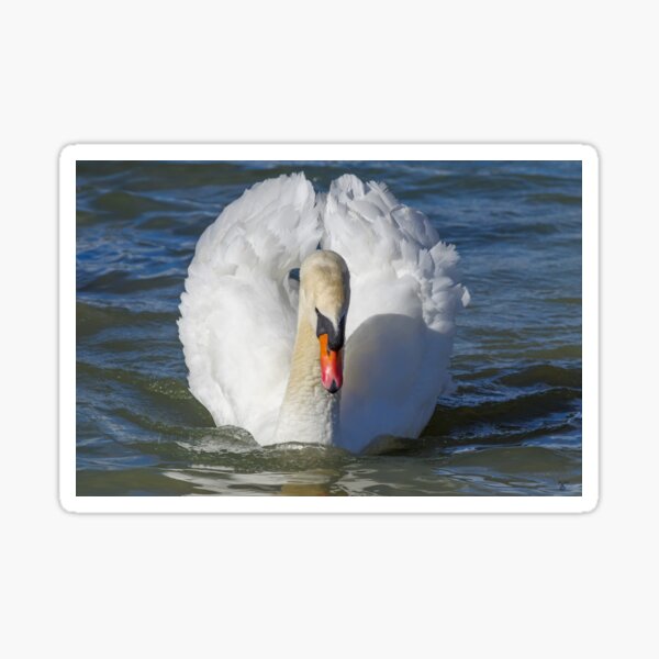 Item preview, Male mute white swan. designed and sold by iCimages.net.