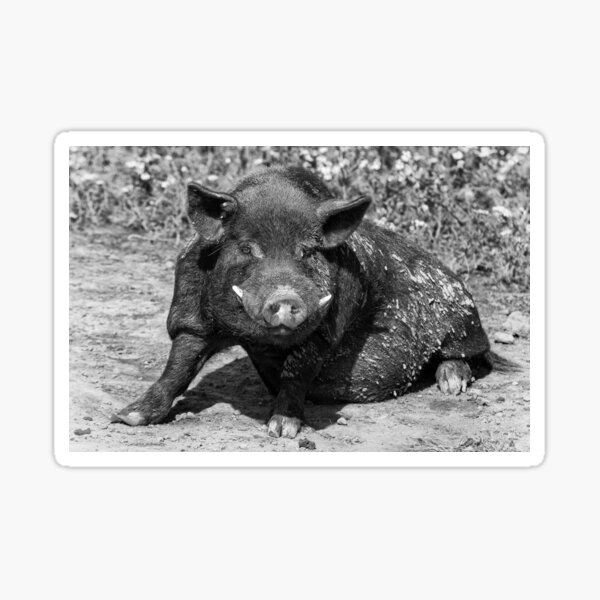 Item preview, Pig wallowing in mud designed and sold by iCimages.net.