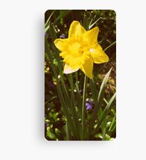 Daffodil Canvas Print