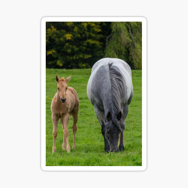 Item preview, Mare and foal in a field designed and sold by iCimages.net.