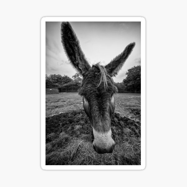 Item preview, Donkey in black and white designed and sold by iCimages.net.