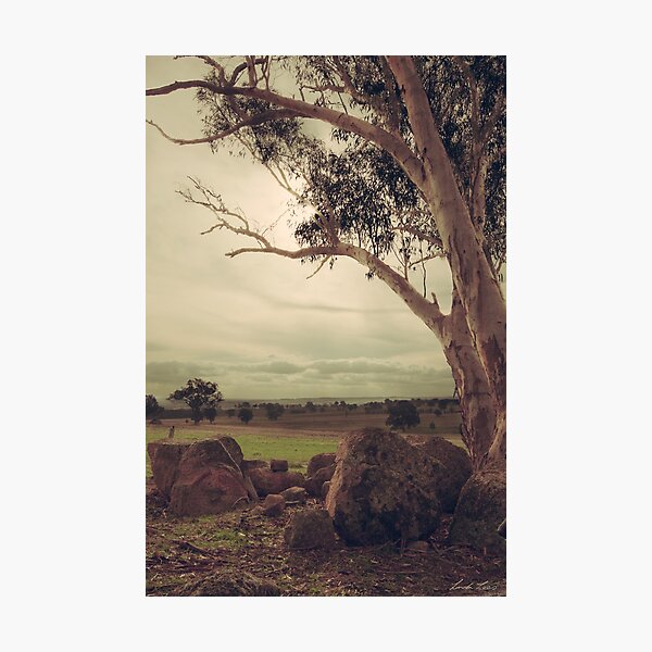 Eldorado Gumtree Photographic Print