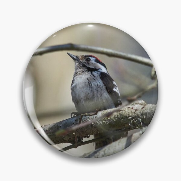 Item preview, Problems of being a male. Lesser Spotted Woodpecker designed and sold by Jouko Lehto Photography.