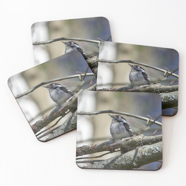 Item preview, Problems of being a male. Lesser Spotted Woodpecker designed and sold by Jouko Lehto Photography.