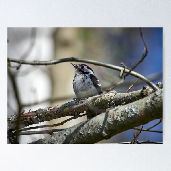 Item preview, Problems of being a male. Lesser Spotted Woodpecker designed and sold by Jouko Lehto Photography.
