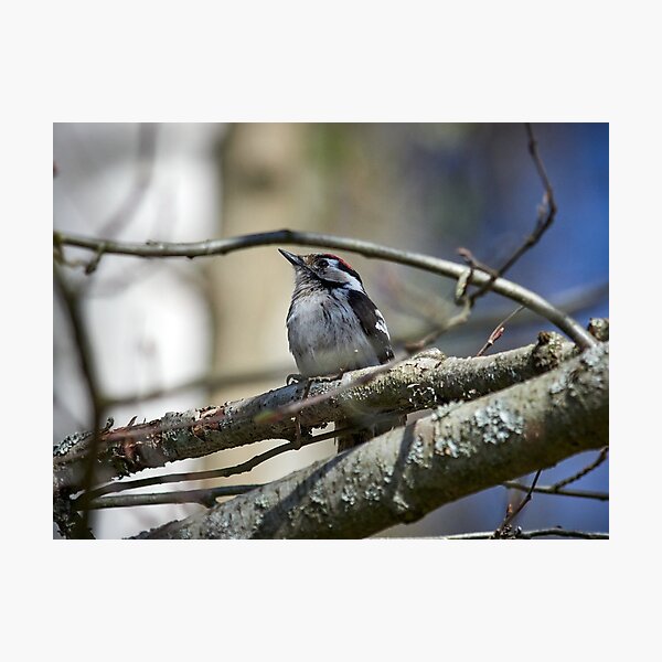 Item preview, Problems of being a male. Lesser Spotted Woodpecker designed and sold by Jouko Lehto Photography.