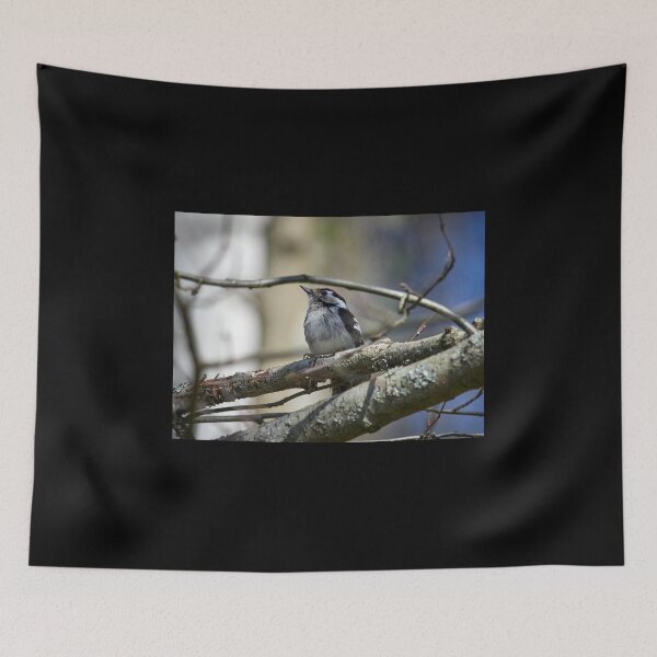 Item preview, Problems of being a male. Lesser Spotted Woodpecker designed and sold by Jouko Lehto Photography.