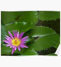 Purple Waterlily Poster