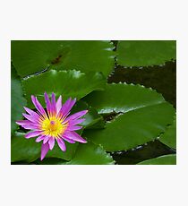 Purple Waterlily Photographic Print