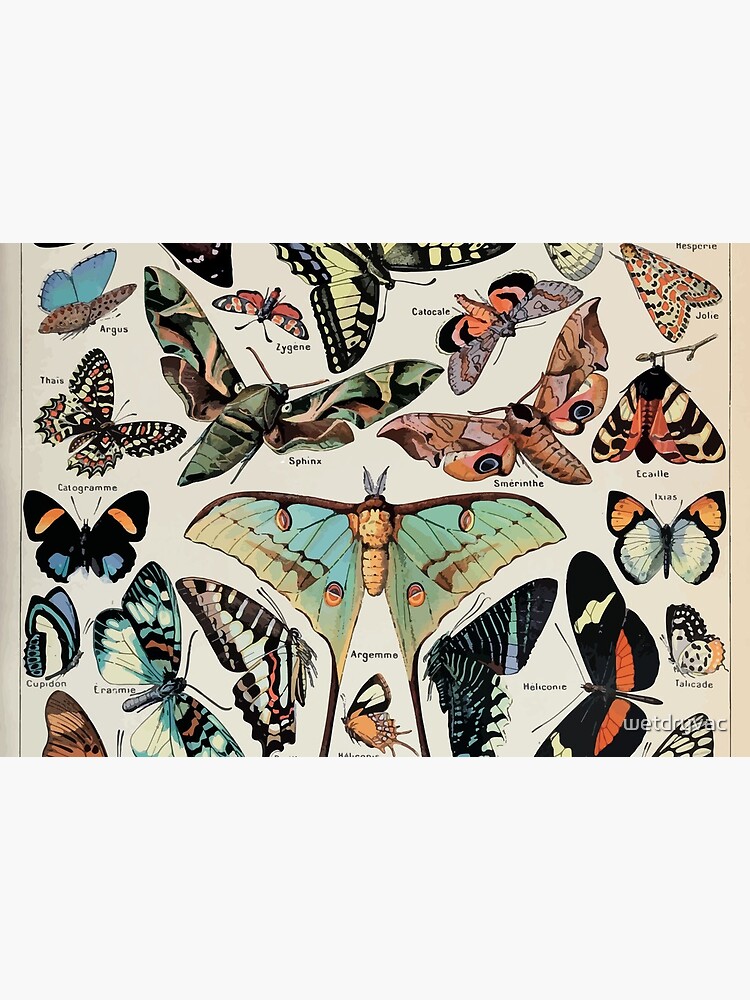 Adolphe Millot papillons pour tous by wetdryvac