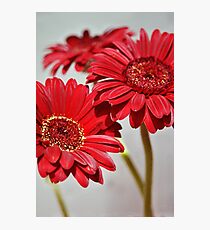 Three red Gerberas Photographic Print