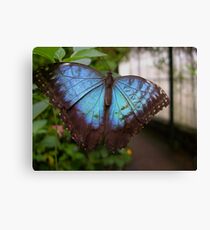 Blue Butterfly Canvas Print