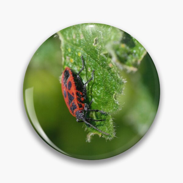 Item preview, Du Haut de ma feuille ! je contemple le Monde " From the top of my leaf ! I contemplate the world " Pyrrhocoris apterus" Okaio Créations  Olavia&Olao designed and sold by o.okaïo.