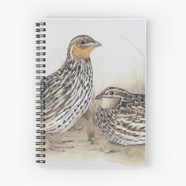 Item preview, Stubble codornices designed and sold by Milly Formby.