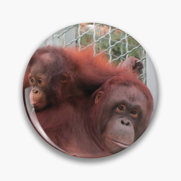 Item preview, Orangutans Redd and Batang at the National Zoo designed and sold by Zoo and Nature Photography by Karie.
