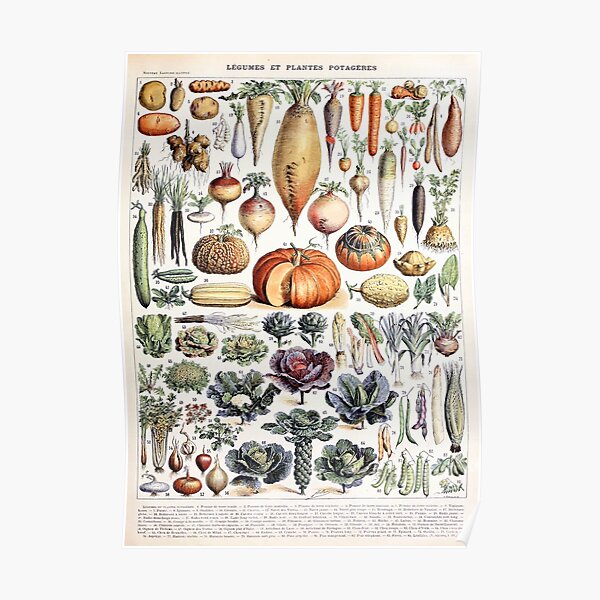 Adolphe Millot - Légumes et Plantes PotagÚres - French vintage poster Poster