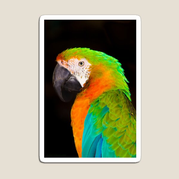 Parrot Magnet