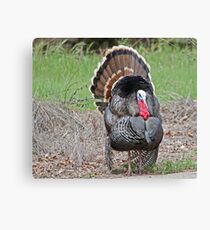 "Handsome Tom" Canvas Print
