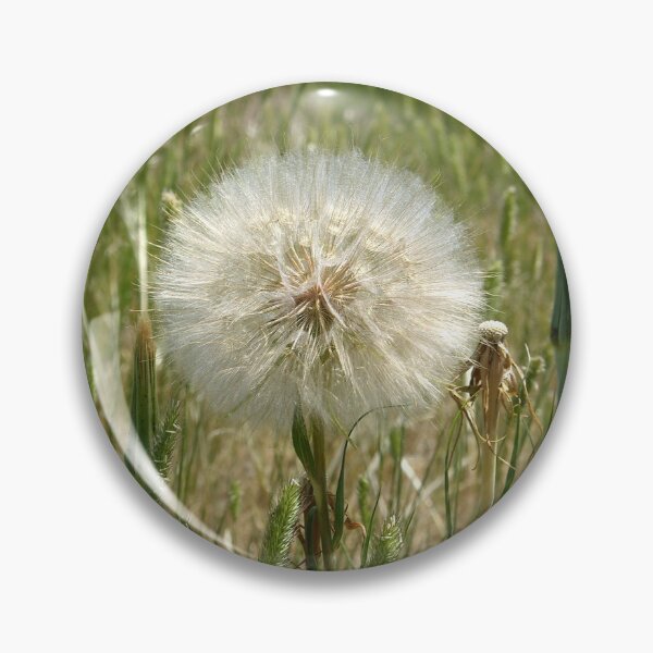 Artikelvorschau, Yellow Goat's Beard in Seed entworfen und verkauft von circa24.