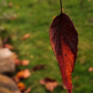 Artwork thumbnail, Autumn by Russell Jenkins