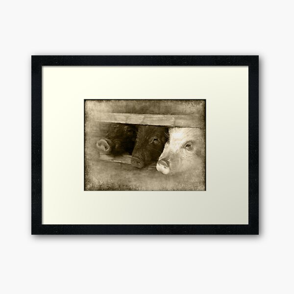 3 little pigs Framed Art Print