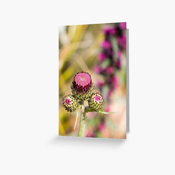 Thistle Flower Greeting Card