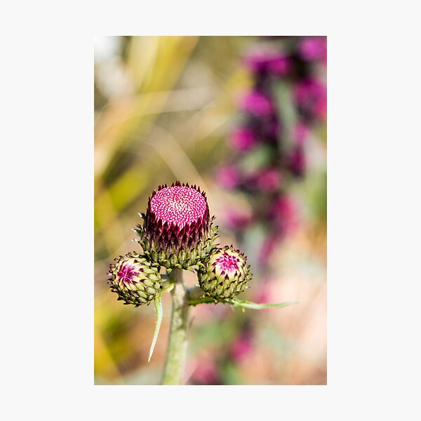 Thistle Flower Photographic Print