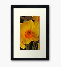 Daffodil Framed Print