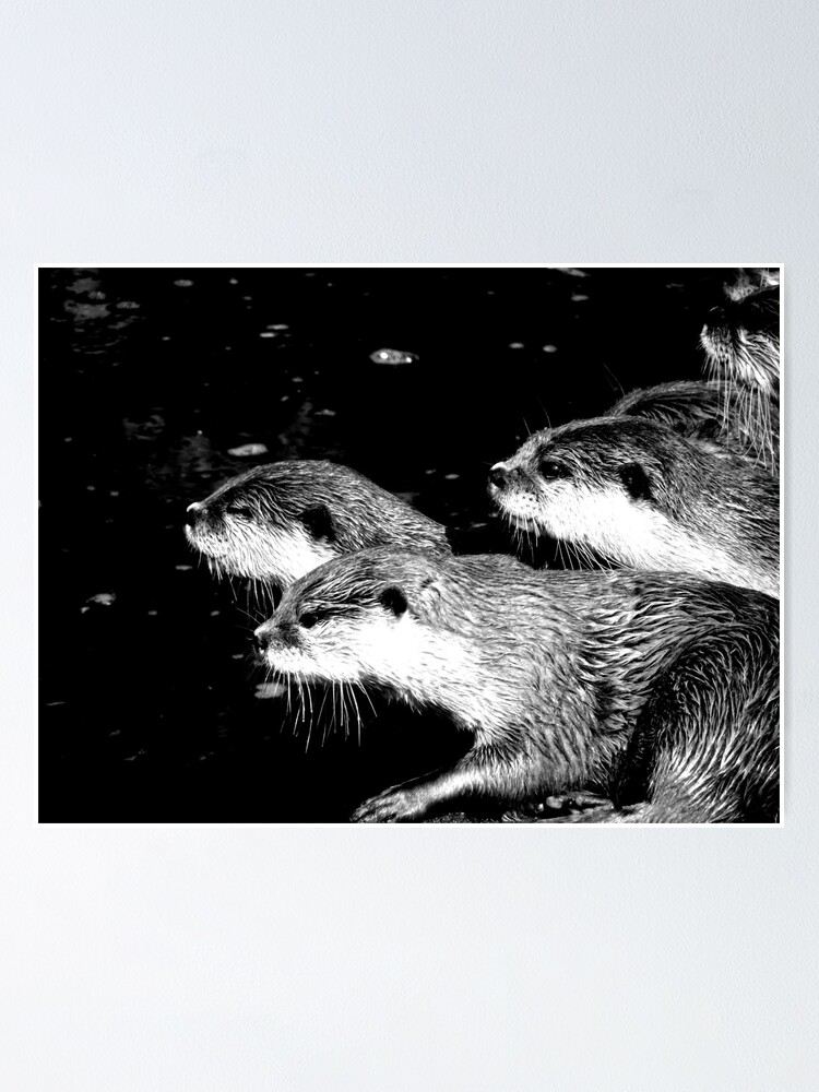 "Otters Black and White" Poster by Barnbk02 Redbubble